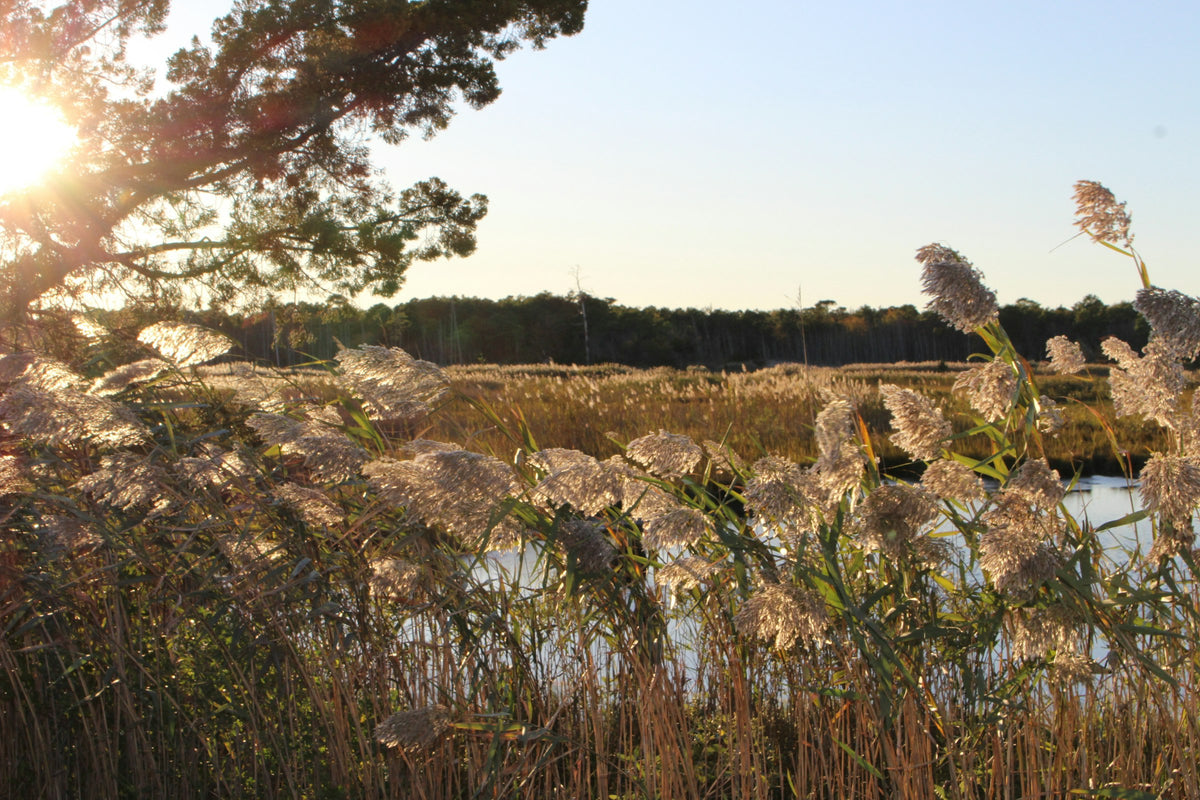 Toms River, NJ