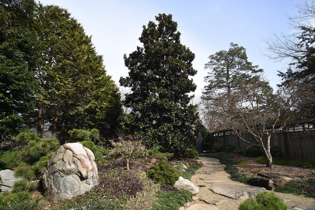 Rocks, evergreens and a stone path in the Asian Garden at the UNC Charlotte Botanical Gardens