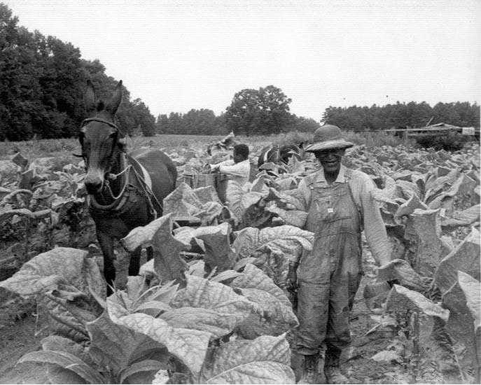 Fact Friday 388 - Charlotte's Tobacco Farming History